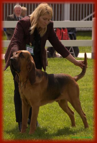 basset hound and bloodhound